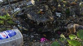 FOTO: Buaya Caiman Brasil di Ambang Kepunahan