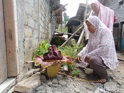 Bunga Bangkai Mekar di Kulon Progo, Baunya Tercium Sampai 20 Meter