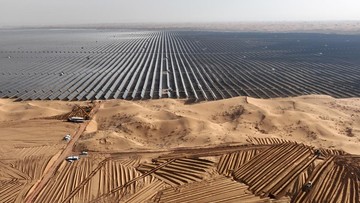 Ekspansi Solar Panel di China Picu Penurunan Keanekaragaman Burung