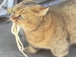 Kucing Ini Hobi Makan Mi, Setiap Hari Datang ke Restoran
