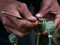 Geser Afghanistan, Myanmar Kini Jadi Produsen Opium Terbesar Dunia