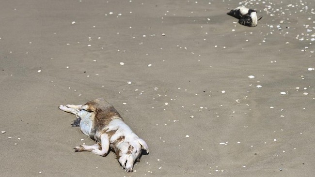 FOTO: Akhir Tragis Anjing dan Singa Laut Brasil Gara-gara Flu Burung
