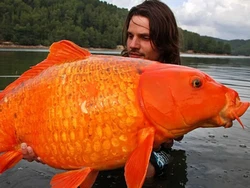 Ikan Mas Raksasa yang Bikin Geger Kanada