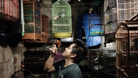 FOTO: Menikmati Kicauan Merdu dari Pasar Burung Tertua di Jakarta