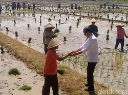 Ditemani Mentan, Jokowi Cek Tanam Padi di Kesesi Pekalongan