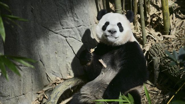 Tak Lagi Punya Panda, Shirahama Cari Magnet Wisata Baru