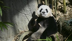 China Mau Kirim 2 Panda Baru ke Australia, Jadi Simbol Persahabatan