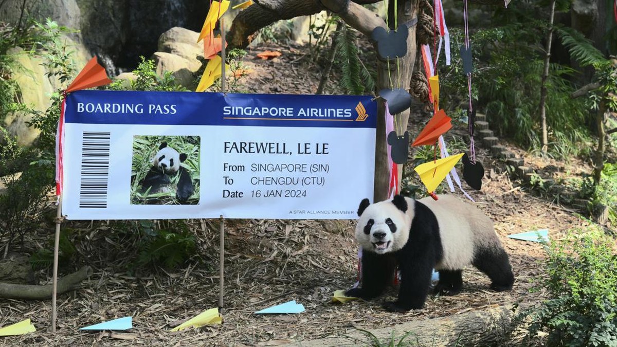 FOTO: Perpisahan Meriah Anak Panda Kelahiran Singapura, Mudik ke China