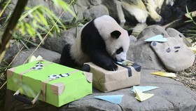FOTO: Perpisahan Meriah Anak Panda Kelahiran Singapura, Mudik ke China