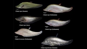Sempat Dinyatakan Punah, Ikan Belida Kembali Ditemukan di Jawa