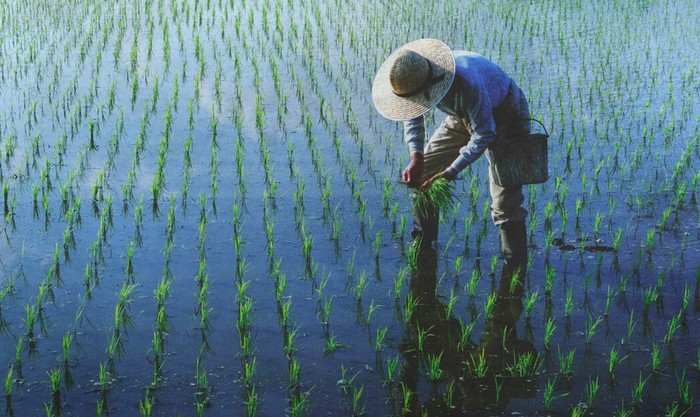 Ilustrasi petani