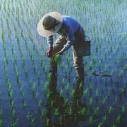 Ternyata Petani Itu Singkatan, Lho! Ini Kepanjangannya, Sudah Tahu Belum?