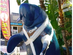 Mabuk Berat, Turis Lakukan Pelecehan Seksual pada... Patung Manatee