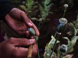 5 Alasan Myanmar Geser Afghanistan Jadi Produsen Opium Terbesar Dunia