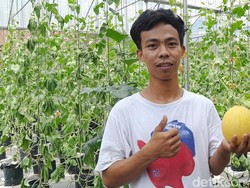 Melon Sultan Ala Santri di Ponpes Jamanis Pangandaran