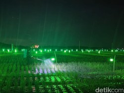 Nyala Hijau Lampu Buang Bimbang Petani Bawang Merah
