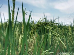 Pupuk Bagi Petani Majalengka Aman Jelang Masa Tanam