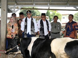 Wamentan Minta Peternak Pasuruan Libatkan KUD Tingkatkan Populasi Sapi Perah