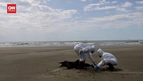 VIDEO: Flu Burung, Hampir Seribu Anjing dan Singa Laut Mati di Brasil