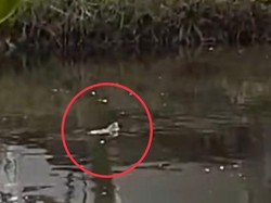 Heboh Buaya Muncul di Kanal Batua Raya Makassar, Damkar Turun Tangan