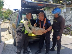 Bahaya! Rel KA Kebakkramat Karanganyar Diganjal Batu Ukuran Jumbo