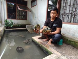 Reynaldi, Pemuda Ciamis yang Sukses Ternak Kura-kura Brasil
