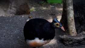 Cerita Perjuangan Burung Maleo Melawan Kepunahan di Dekat IKN