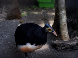 Cara Unik Burung Maleo dari Sulawesi Mengerami Telur: Pakai Panas Bumi
