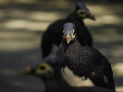 Burung Maleo Asli Sulawesi Terancam Punah, Penyebabnya karena Manusia