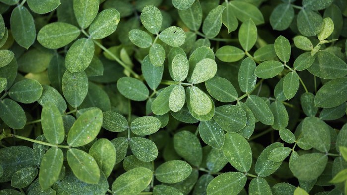 Ini 10 Manfaat Daun Kelor, Bisa Obati Penyakit Ringan hingga 'Berat'