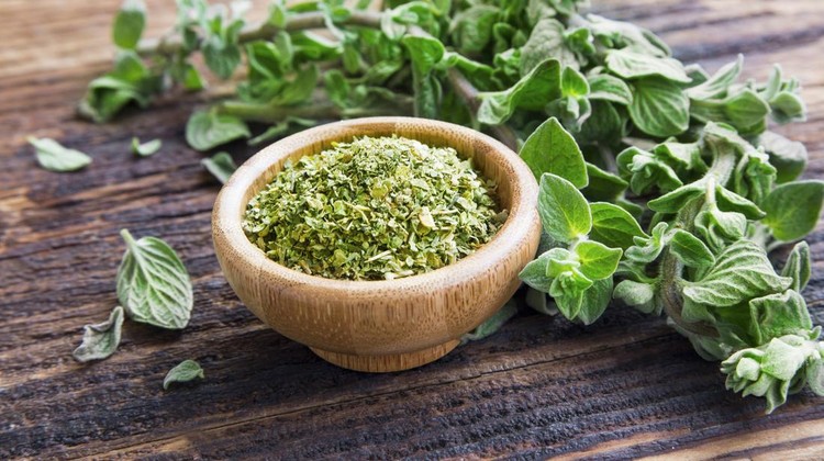 Ilustrasi oregano