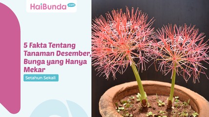 Detik Network