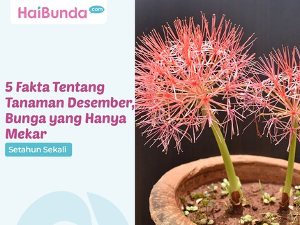 5 Fakta Tentang Tanaman Desember, Bunga yang Hanya Mekar Setahun Sekali