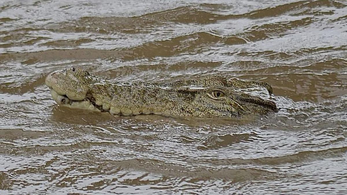 Viral Buaya 2 Meter Muncul di Got Permukiman Warga Karawang
