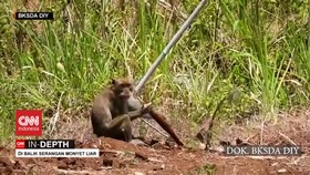 VIDEO: CNN In-Depth: Di Balik Serangan Monyet Liar
