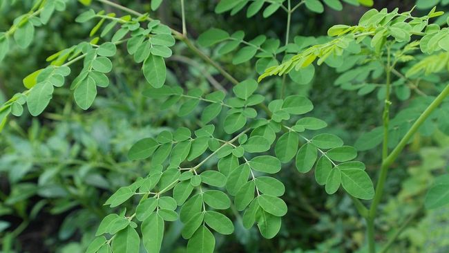 Kudus Si Daun Ajaib: 5 Khasiat Daun Kelor untuk Kesehatan dan Cara Konsumsi yang Tepat