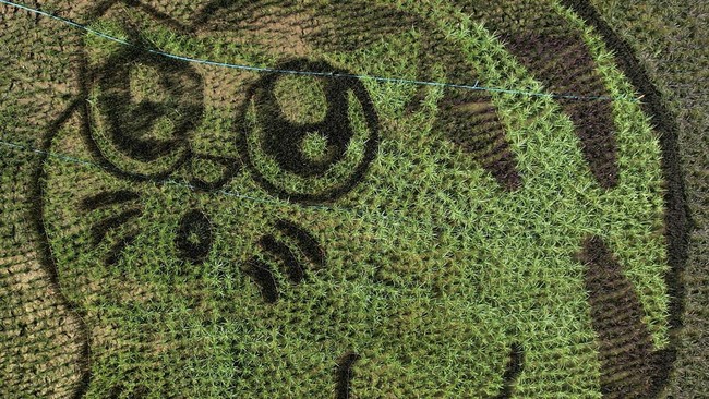 FOTO: Gemas, Ada 'Kucing' Raksasa Bobok di Sawah