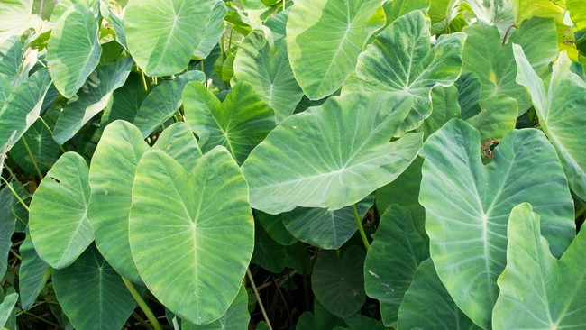 Tak cuma dagingnya, daun talas juga bisa dikonsumsi. Ada banyak manfaat daun talas yang bisa Anda dapatkan.