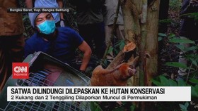 VIDEO: Satwa Dilindungi Dilepaskan ke Hutan Konservasi