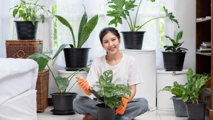 4 Tips DIY untuk Membuat Taman Indoor, Bikin Suasana Rumah Auto Sejuk!