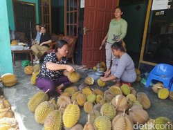 Berburu Durian di Candimulyo Magelang, Banyak Pilihan Harga