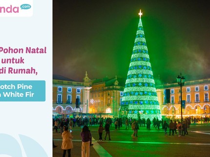 5 Jenis Pohon Natal Terbaik untuk Hiasan di Rumah, Ada Scotch Pine hingga White Fir