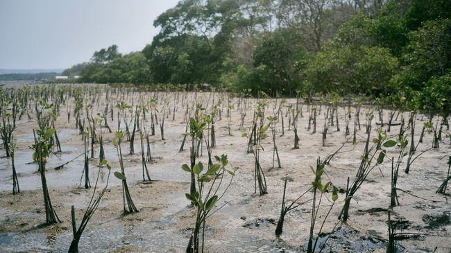 Freeport Percepat Restorasi Ekosistem Mangrove di Pesisir Mimika