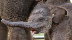 Dirilis Bulan ini, Simak Imutnya 2 Bayi Gajah Sumatra Terbaru