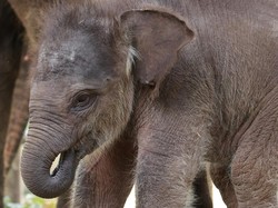Lucunya Kama, Bayi Gajah Sumatera yang Lahir di Bali Zoo