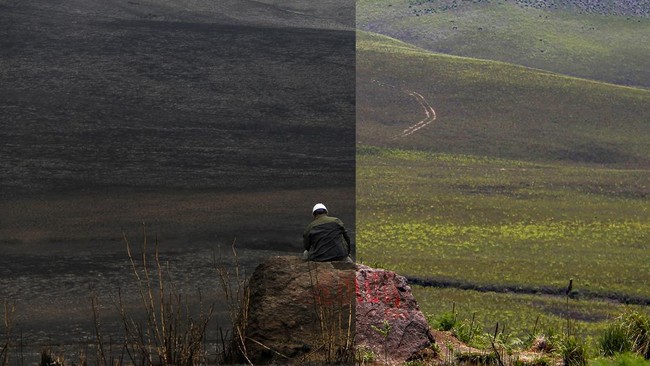 FOTO: Indahnya Gunung Bromo yang Kembali Menghijau