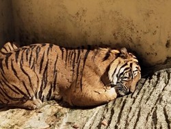 Kuna dan Jelita, Dua Harimau yang Jadi Koleksi Baru di Bandung Zoo