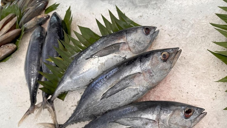 Ikan tongkol ibu hamil Manfaat ikan tongkol untuk ibu hamil