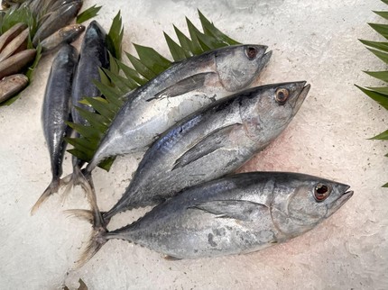 Amankah Ibu Hamil Makan Ikan Tongkol? Simak Penjelasannya