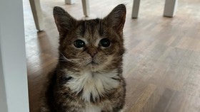 Cerita Francis, Kucing 'Kerdil' yang Bikin Warganet Gemas